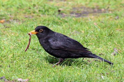 common blackbird (turdus merula)