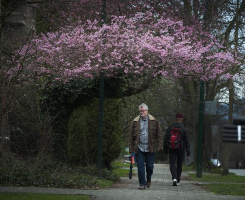 Arlen Redekop - "Cherry blossoms..."